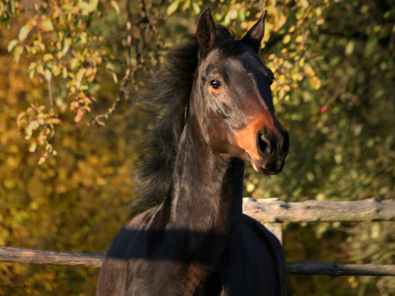 Black Horse in Sunlight