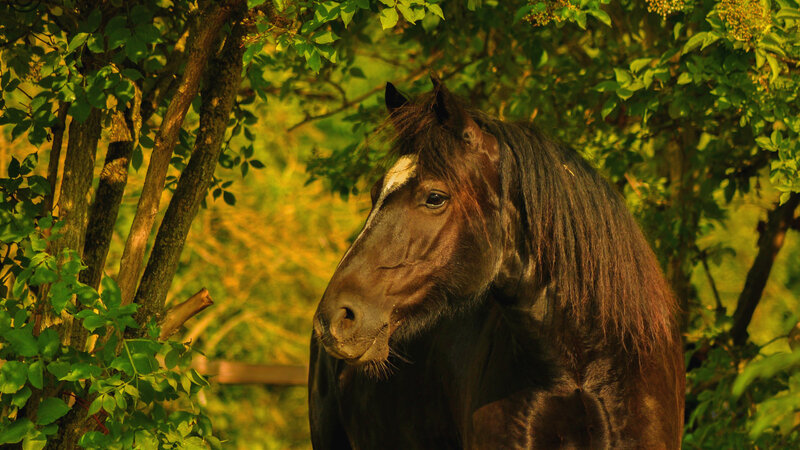 Black Horse in Trees
