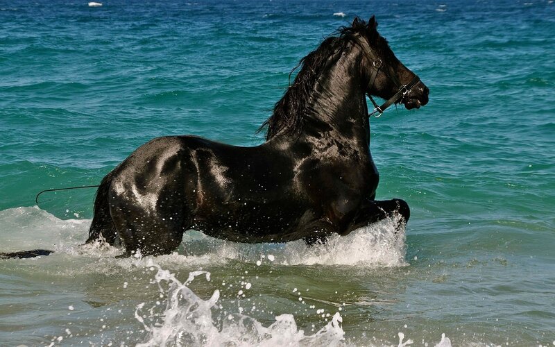 Black Horse in Water — Blue, Dynamic