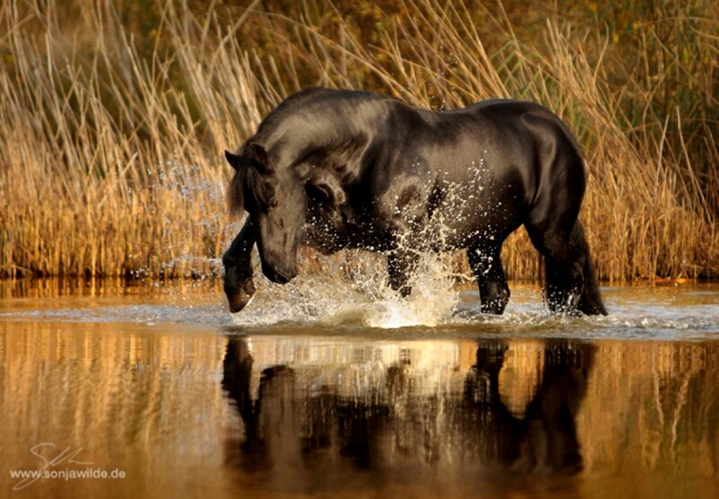 Black Horse in Water — Dynamic