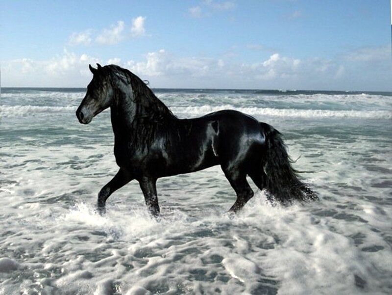 Black Horse in Water — Serene