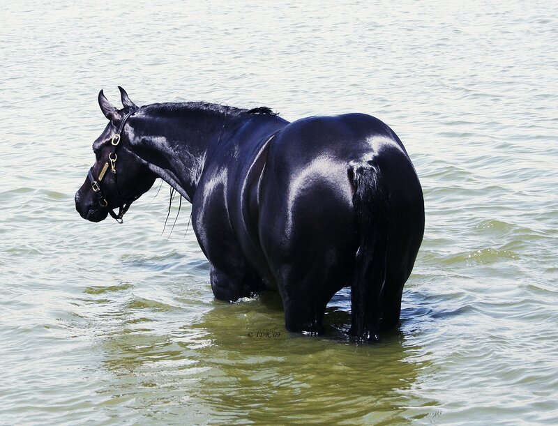 black horse in water