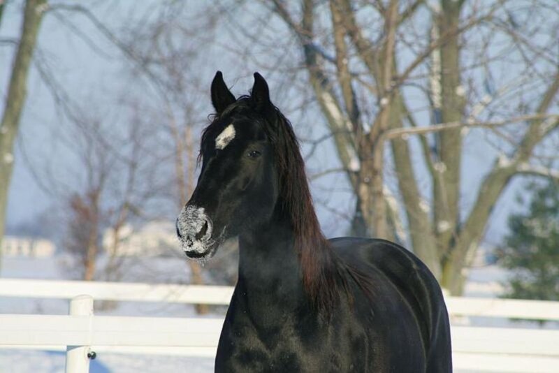 black horse in winter