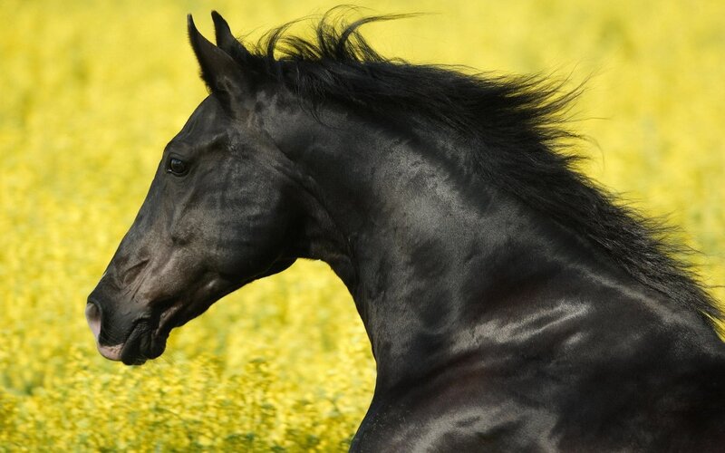 black horse in yellow field