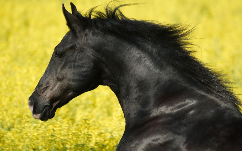black horse in yellow field