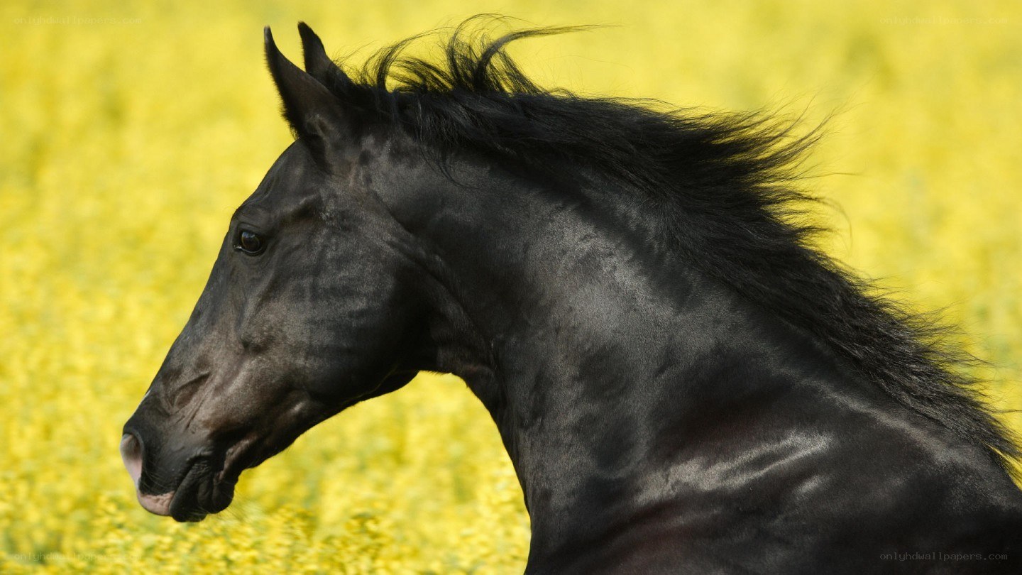 black horse in yellow field