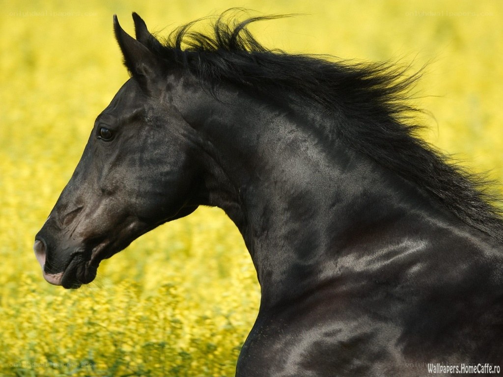 black horse in yellow field