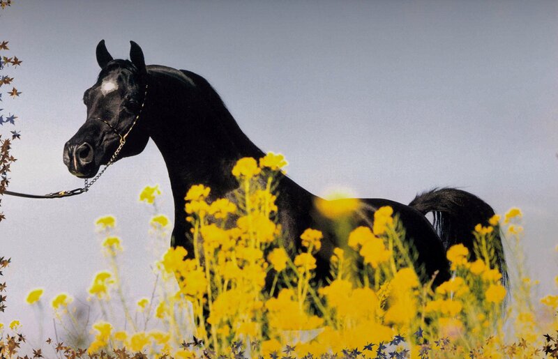 black horse in yellow flowers