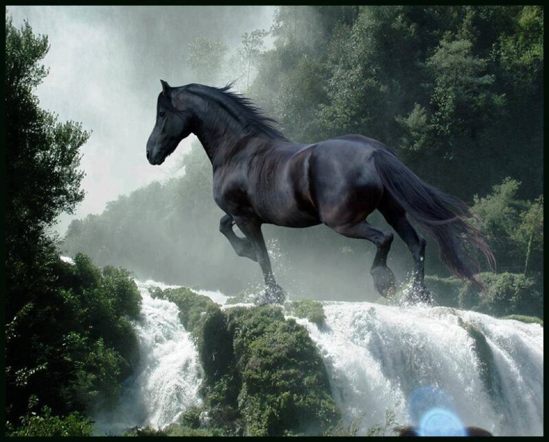 Black Horse Jumping