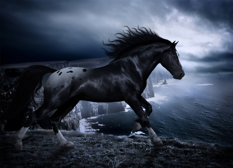 Black horse on a cliff