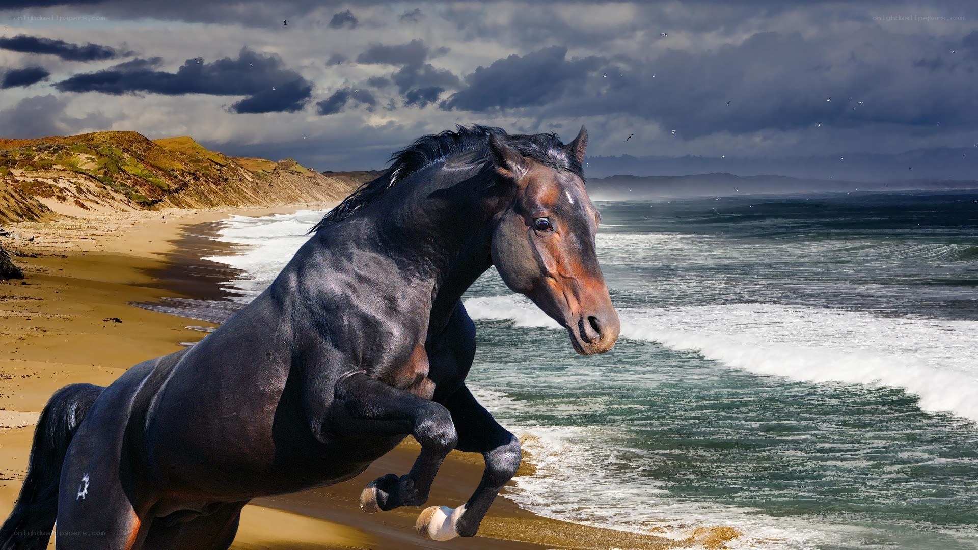 Black horse on beach