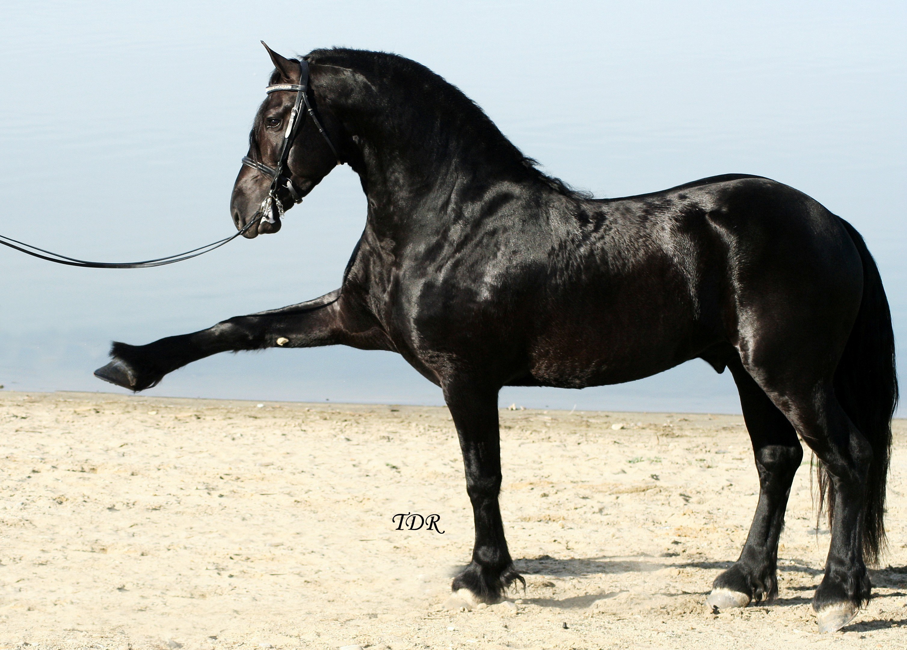 black horse on beach