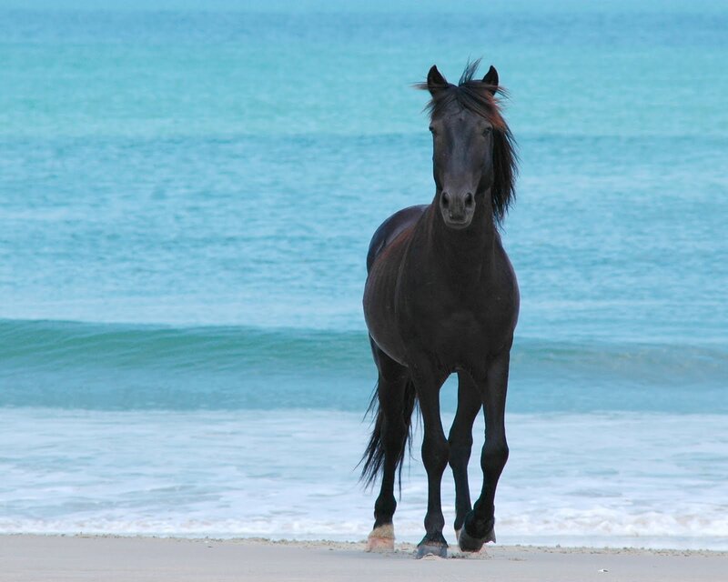 black horse on beach