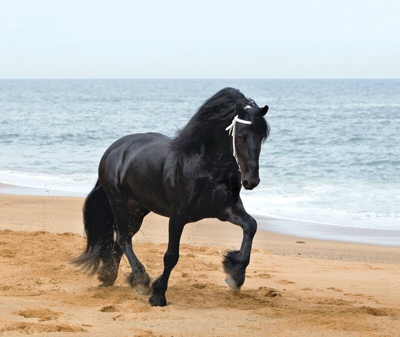 black horse on beach