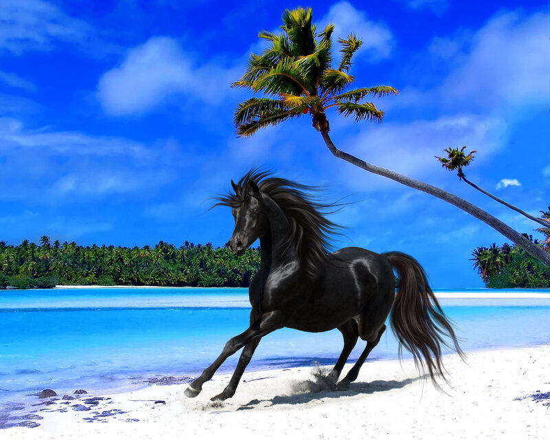 Black Horse on Beach — Blue, Serene