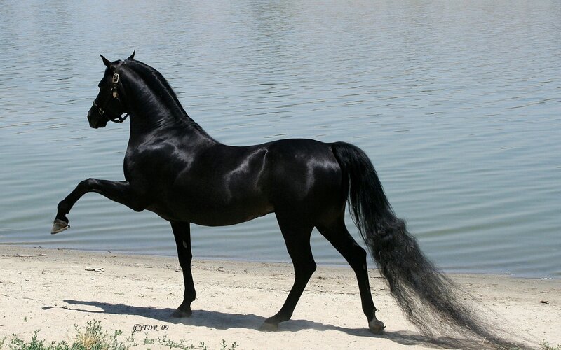 Black Horse on Beach — Calm, Afternoon