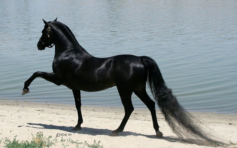 Black Horse on Beach — Calm