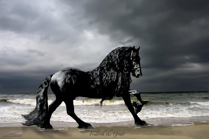 Black Horse on Beach — Dramatic, Photograph