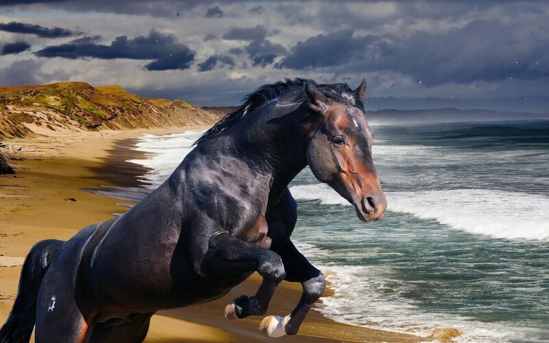 Black Horse on Beach — Dramatic