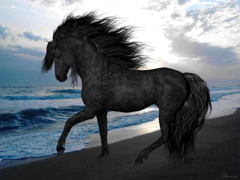 Black Horse on Beach — Gray
