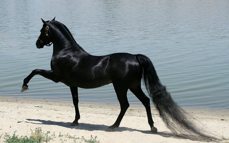 Black Horse on Beach — Serene, Afternoon, Photograph, Water, Sand