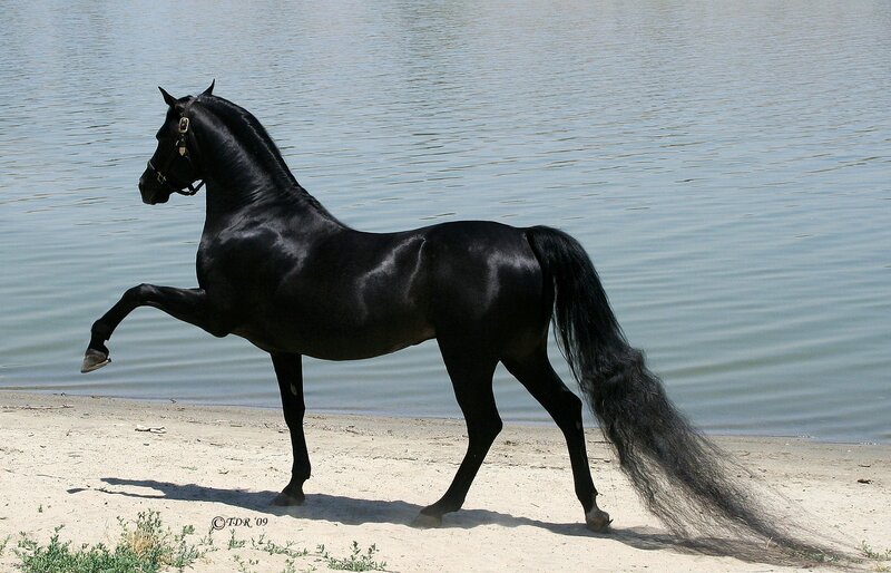 Black Horse on Beach — Serene, Afternoon