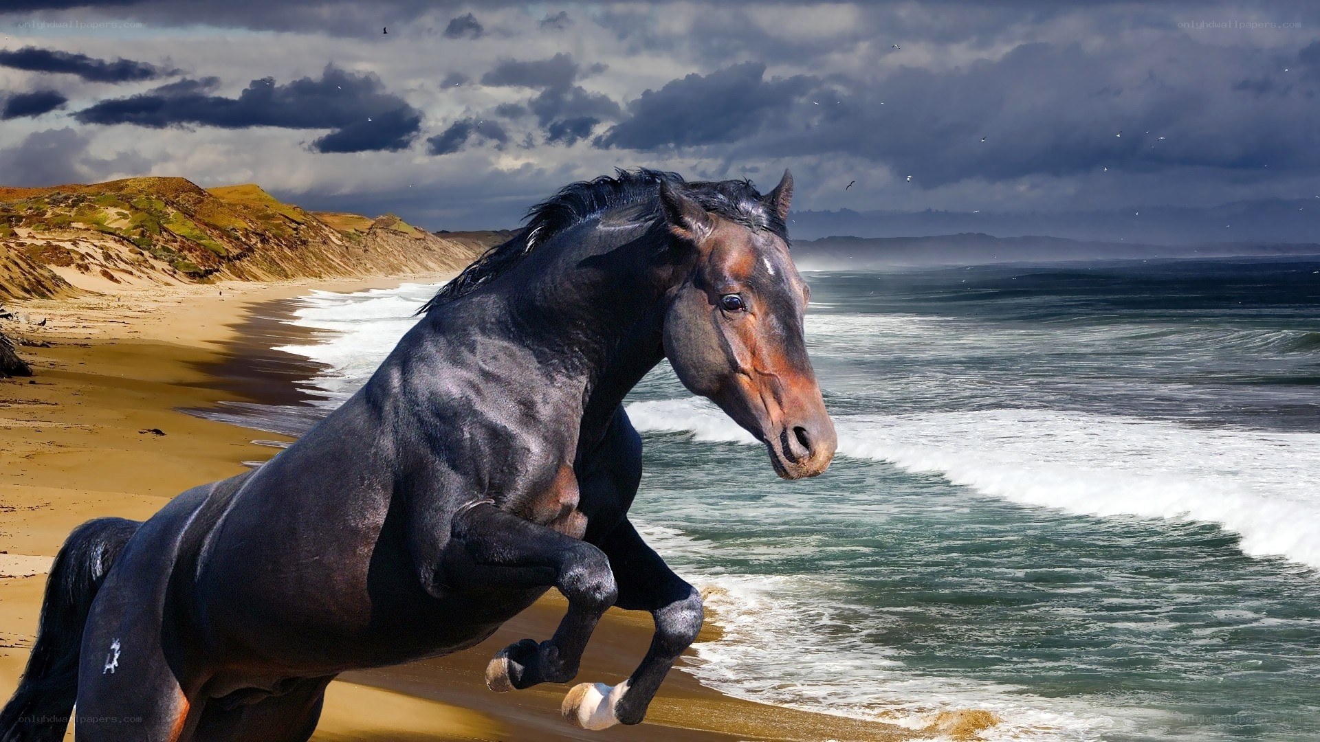 Black horse on beach