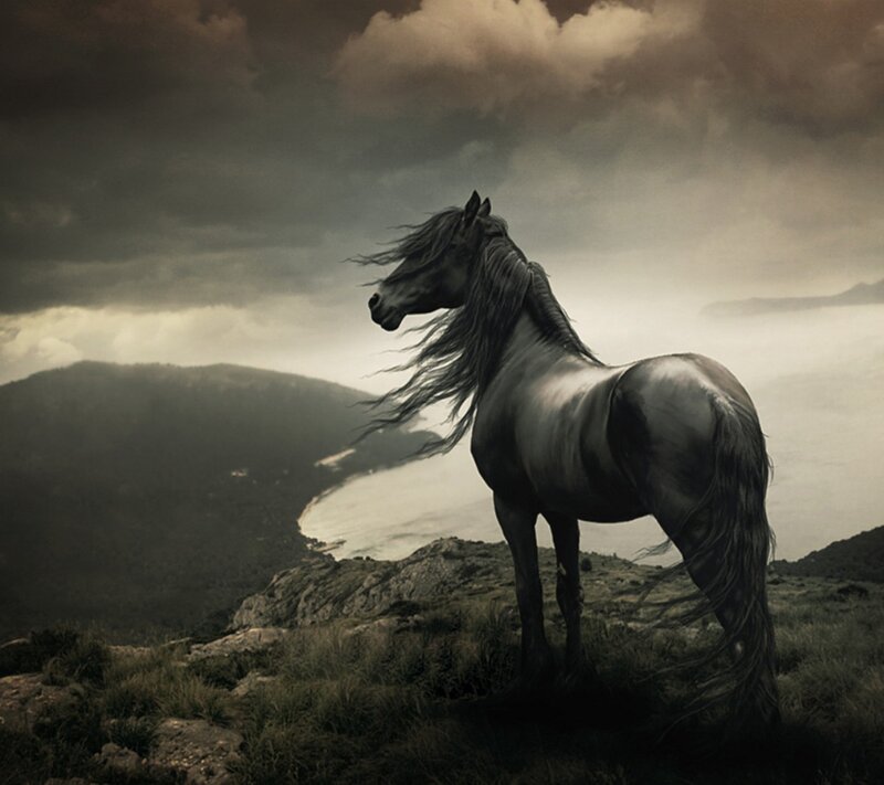 Black Horse on Cliff — Gray