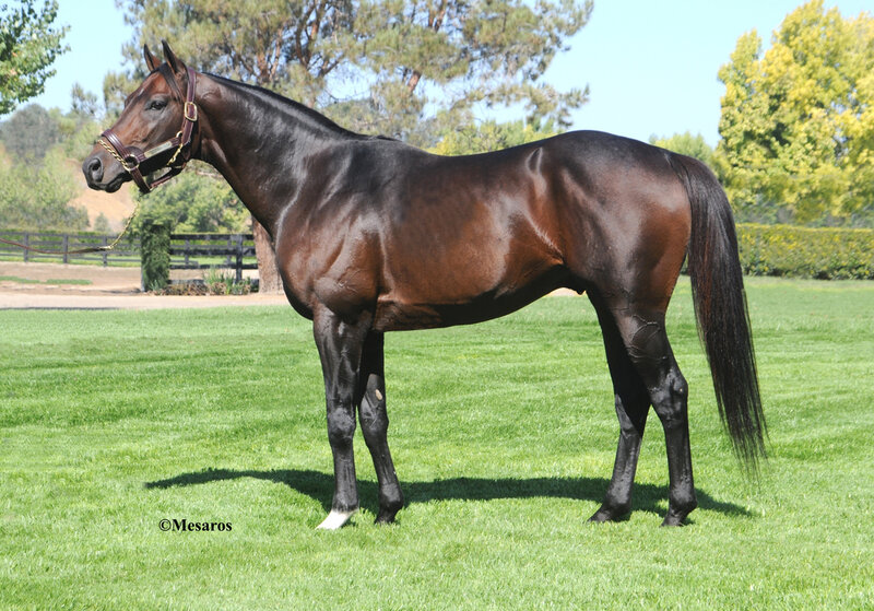 black horse on green grass