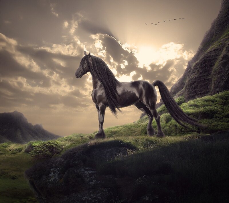 Black Horse on Hill