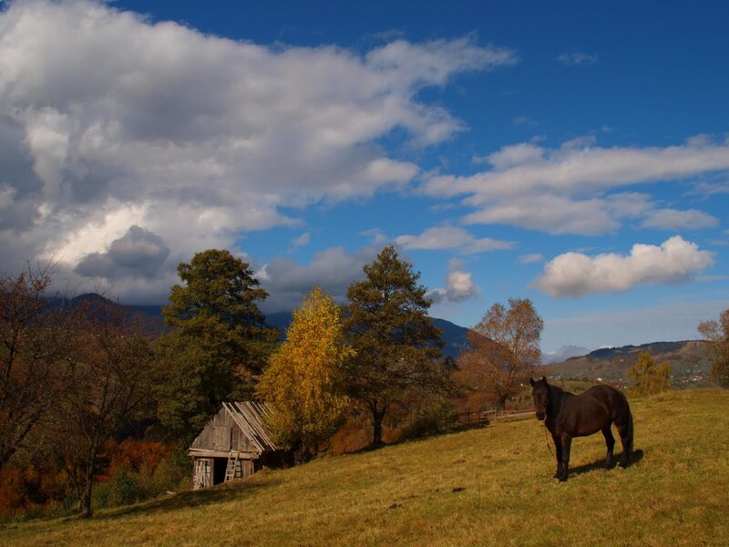 Black Horse on Hillside