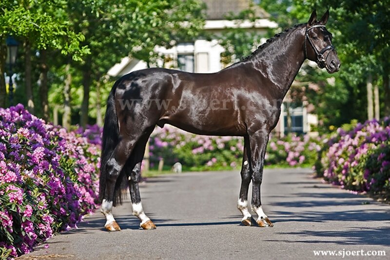 Black Horse on Road
