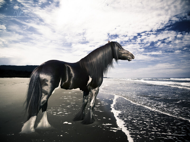 Black horse on the beach
