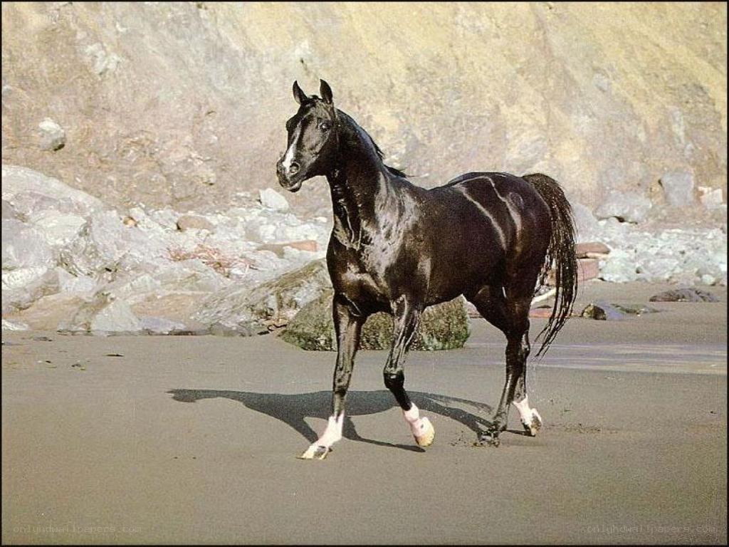 Black horse on the beach