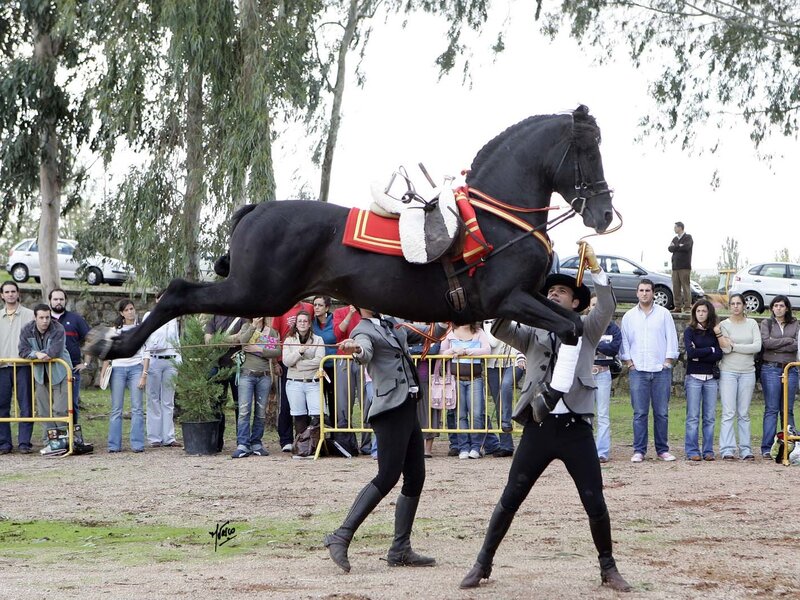 Black Horse Performing Trick