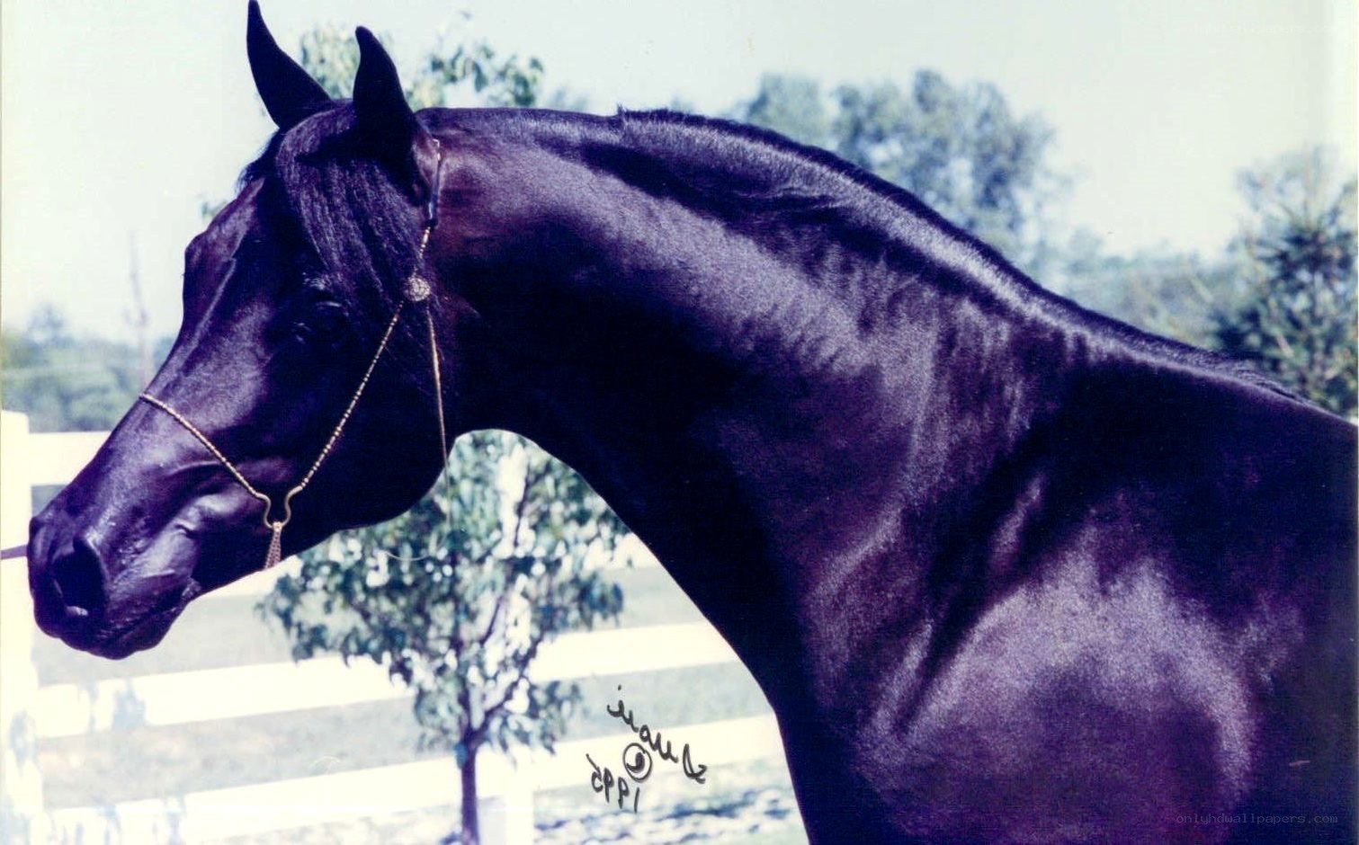 black horse portrait