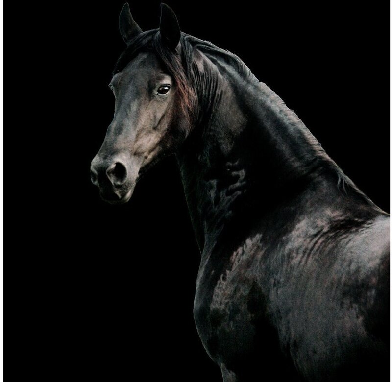 black horse portrait