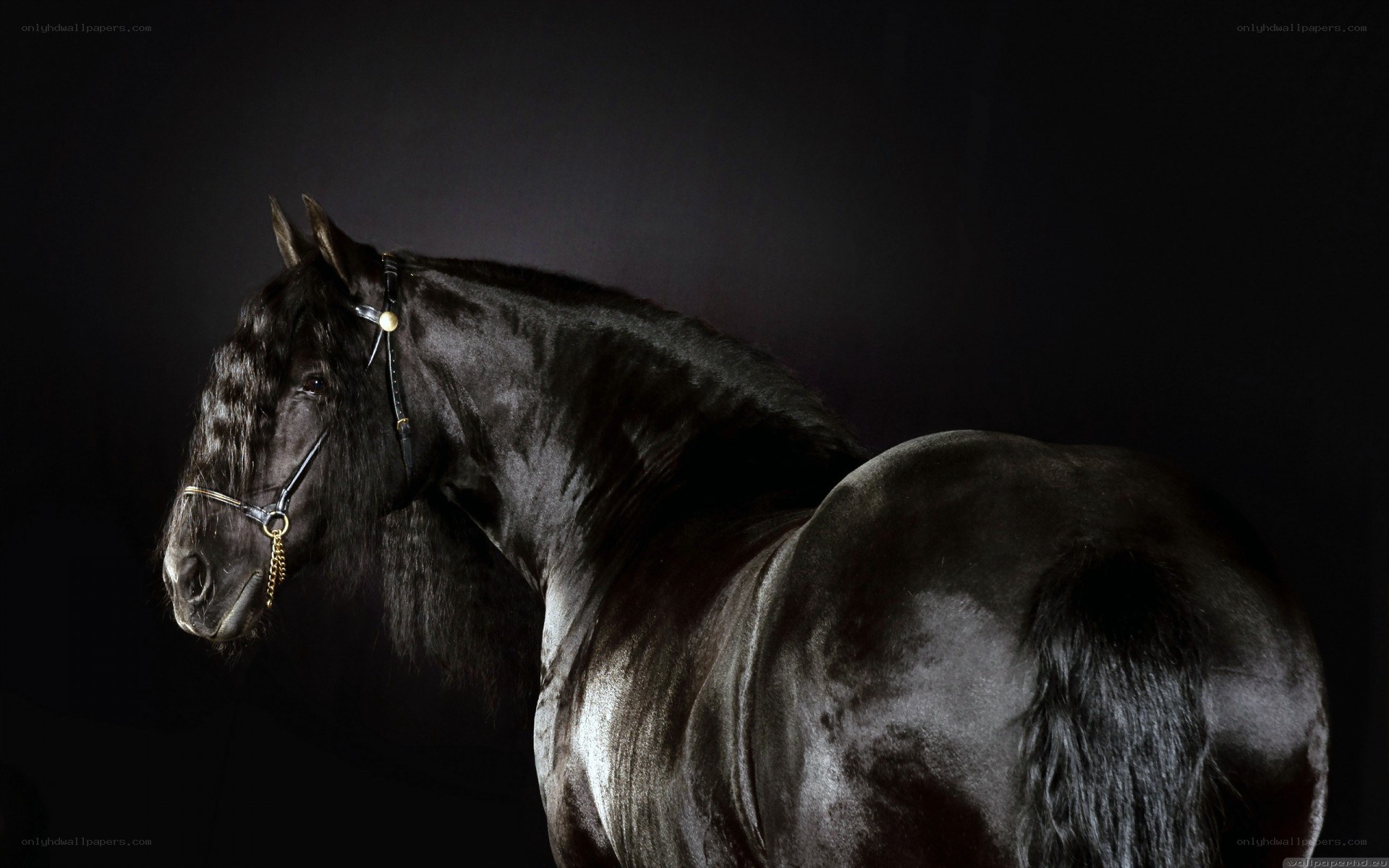 black horse portrait