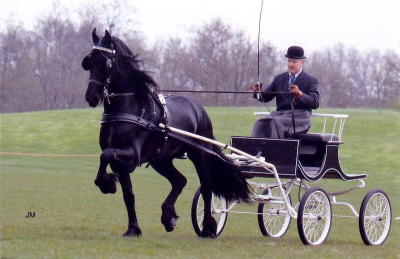 Black Horse Pulling Carriage