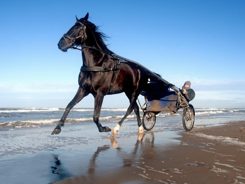 Black Horse Pulling Cart — Blue