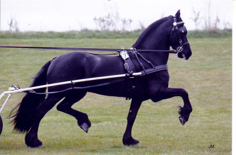 Black Horse Pulling Cart