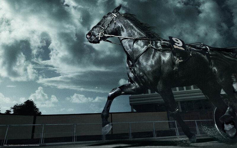 Black horse racing on track