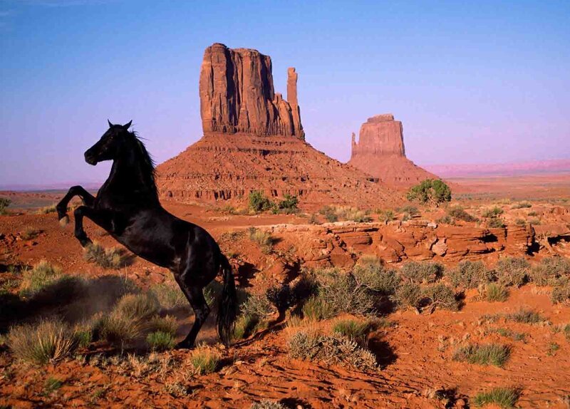 Black Horse Rearing — Afternoon