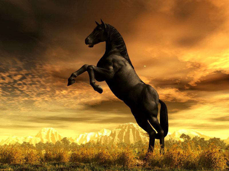 Black horse rearing at sunset