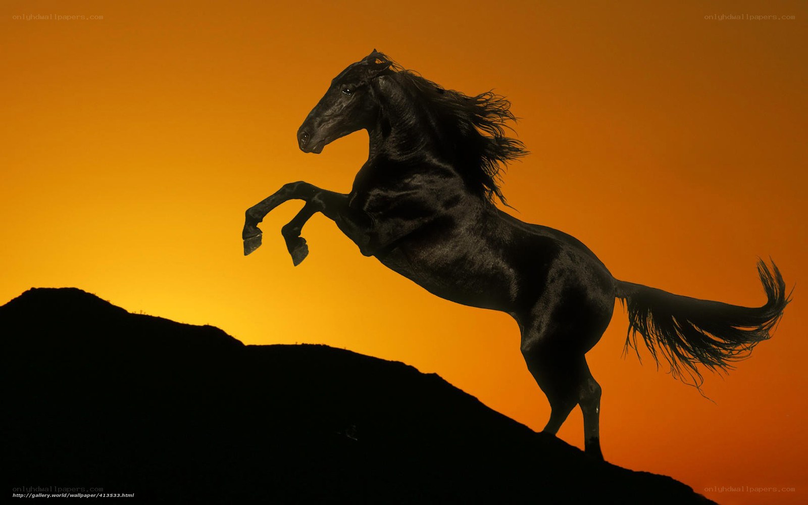 Black horse rearing at sunset