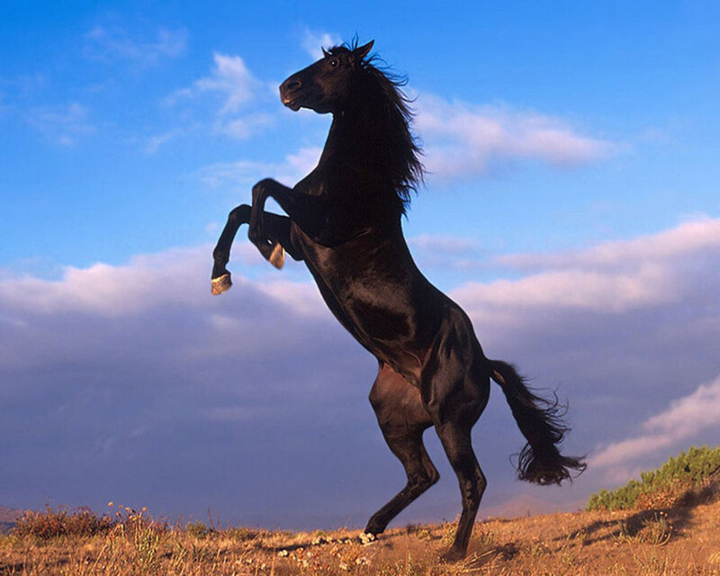 Black Horse Rearing — Blue, Dramatic, Afternoon, Photograph, Sky