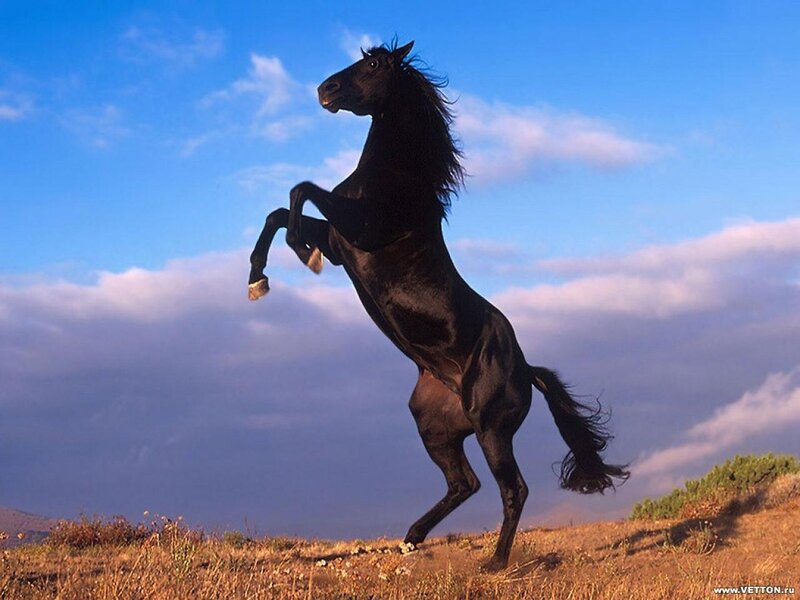 Black Horse Rearing — Blue, Dramatic, Afternoon, Photograph