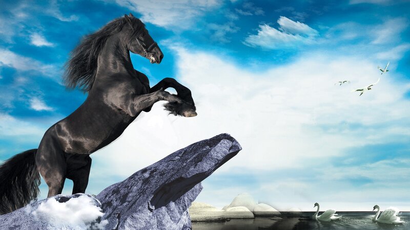 Black Horse Rearing — Blue, Dramatic, Afternoon