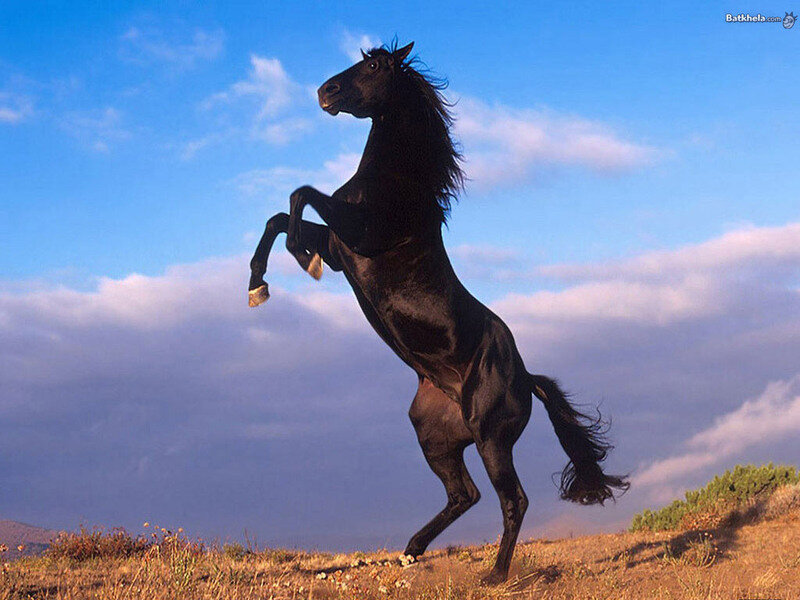 Black Horse Rearing — Blue, Dramatic