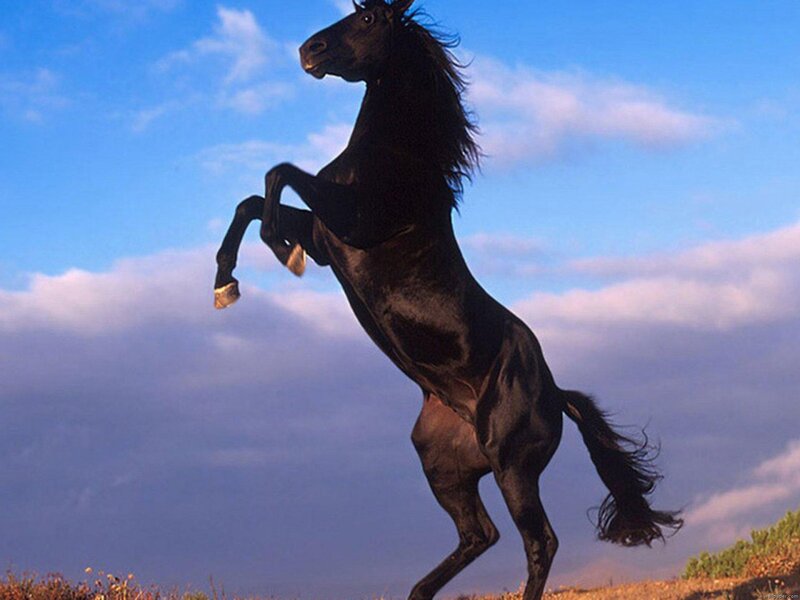 Black Horse Rearing — Blue